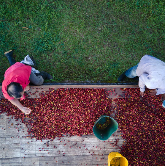 Aerial view workers scouting coffee beans.png