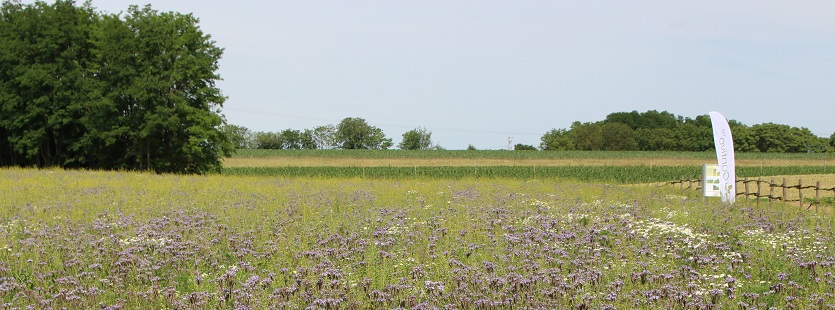 3-pic-purple-field.jpg