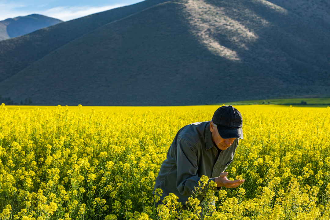 Farmer ispecting the flower field