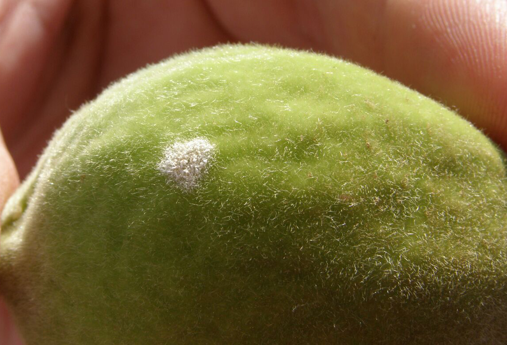 Powdery mildew on a peach