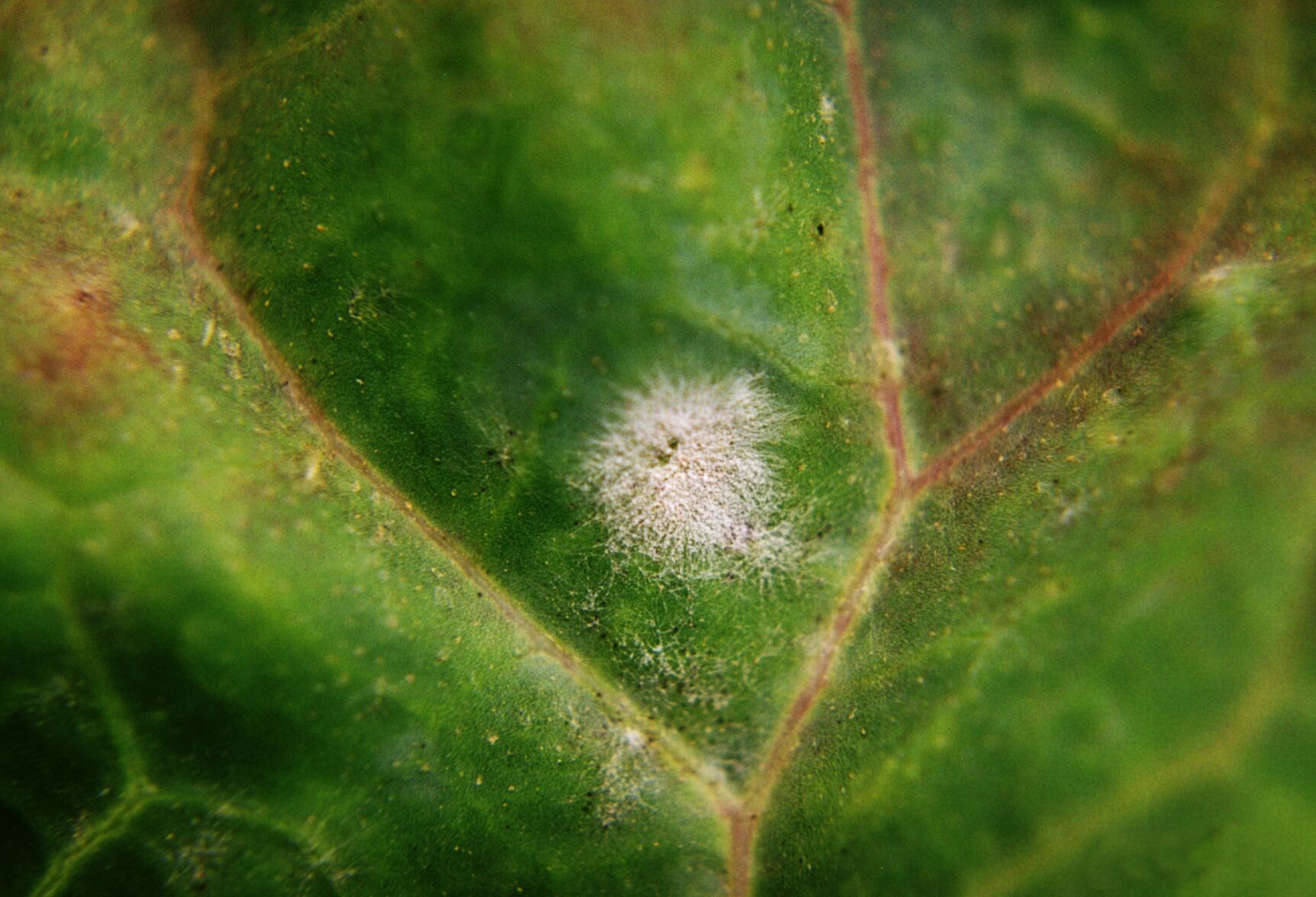 Powdery Mildew disease on cabbage