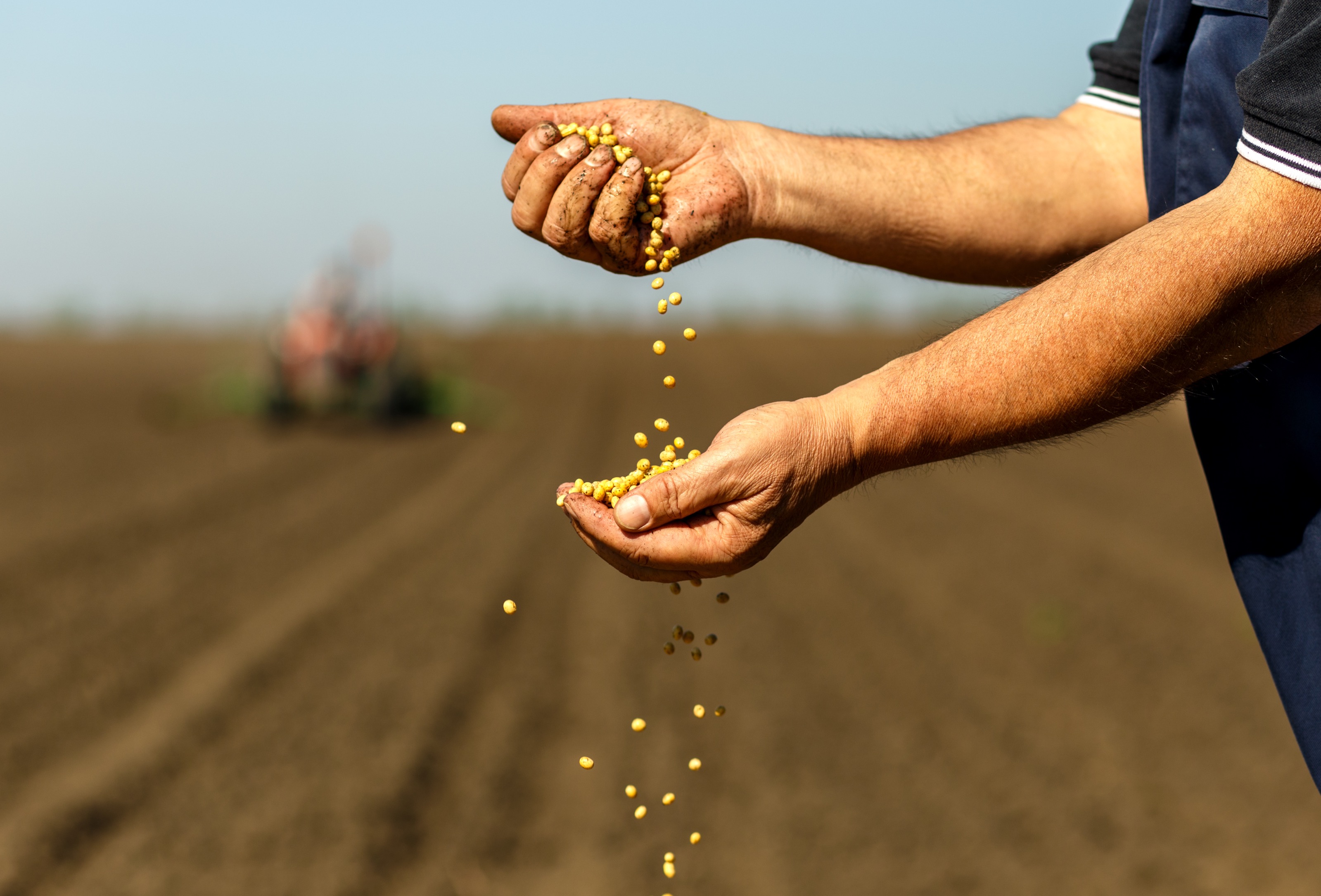 Soybean seeds falling through farmer's fingers