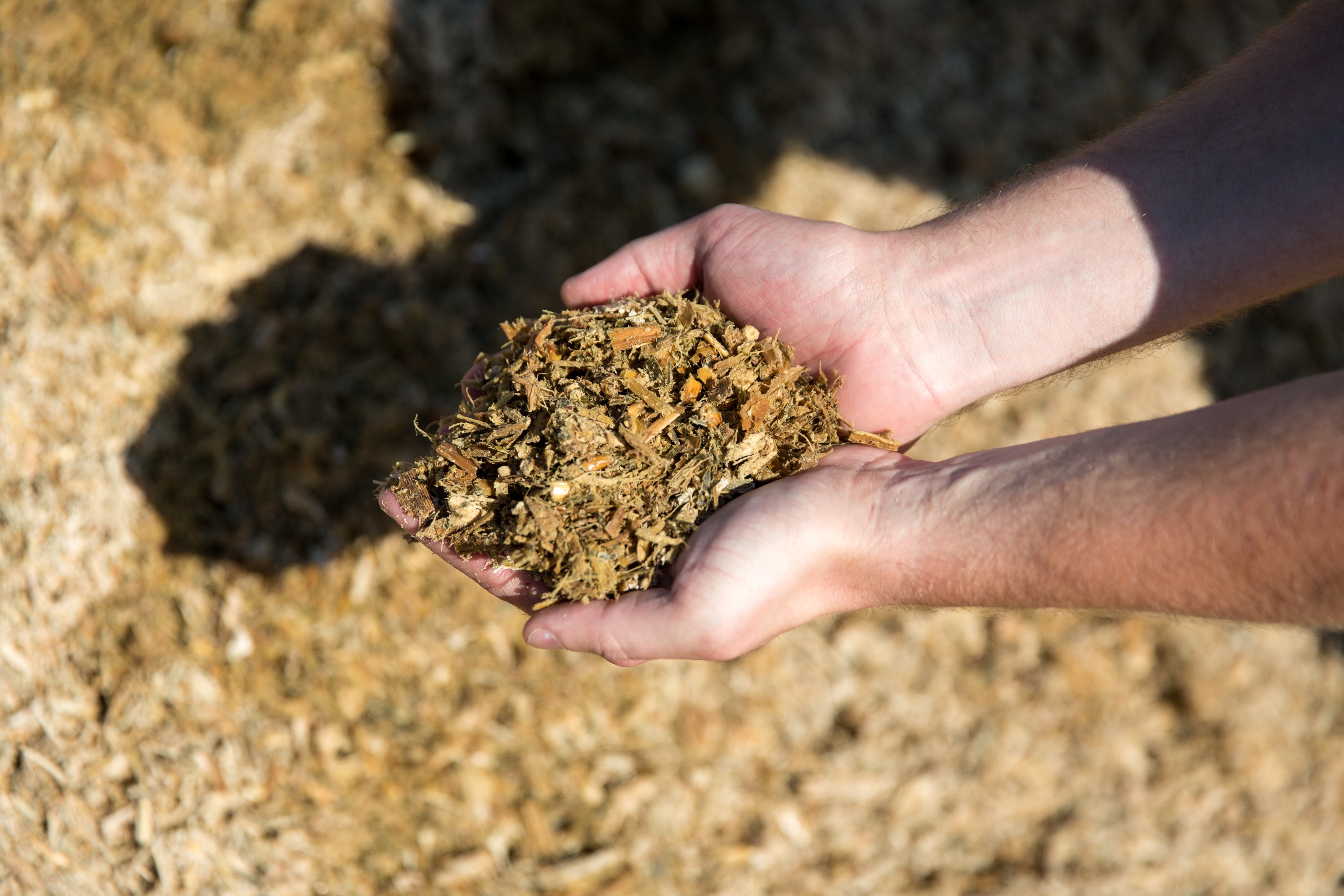 Enogen Corn Feed