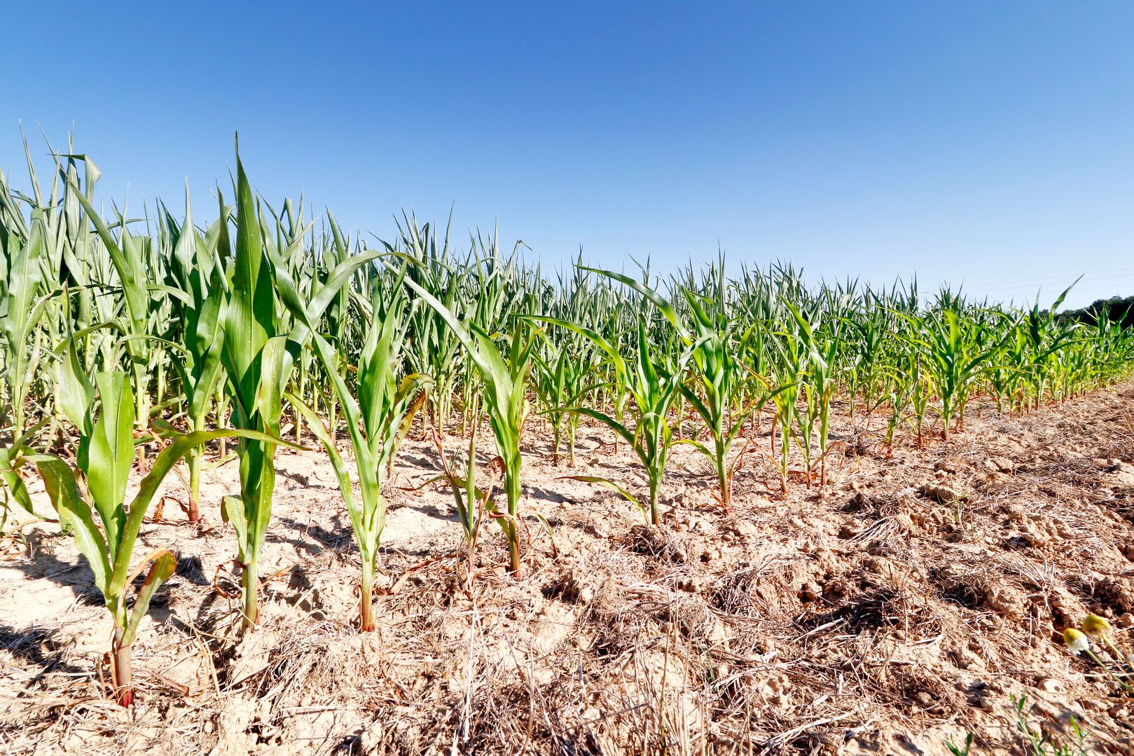 Corn field during drought