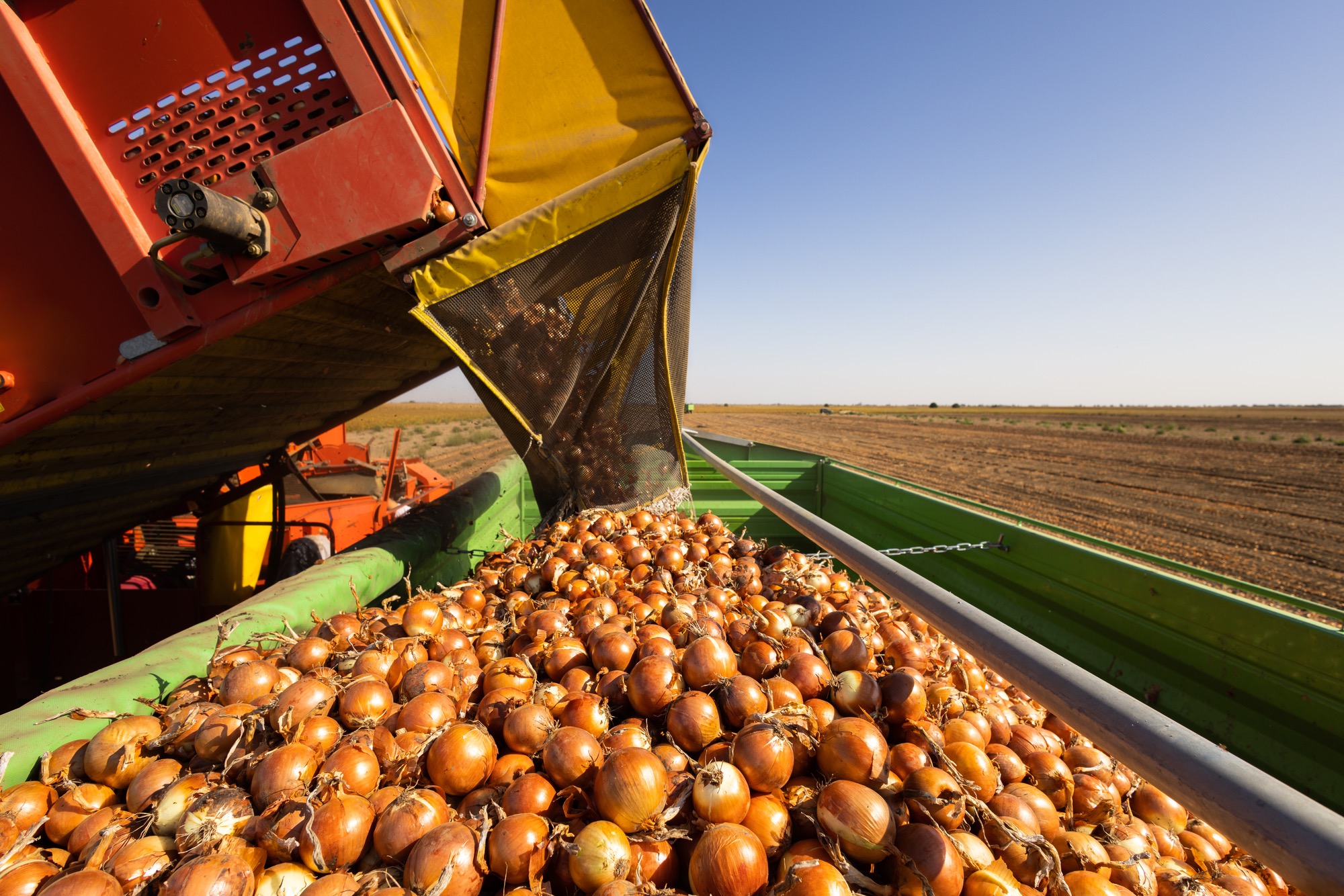 Onion Harvest