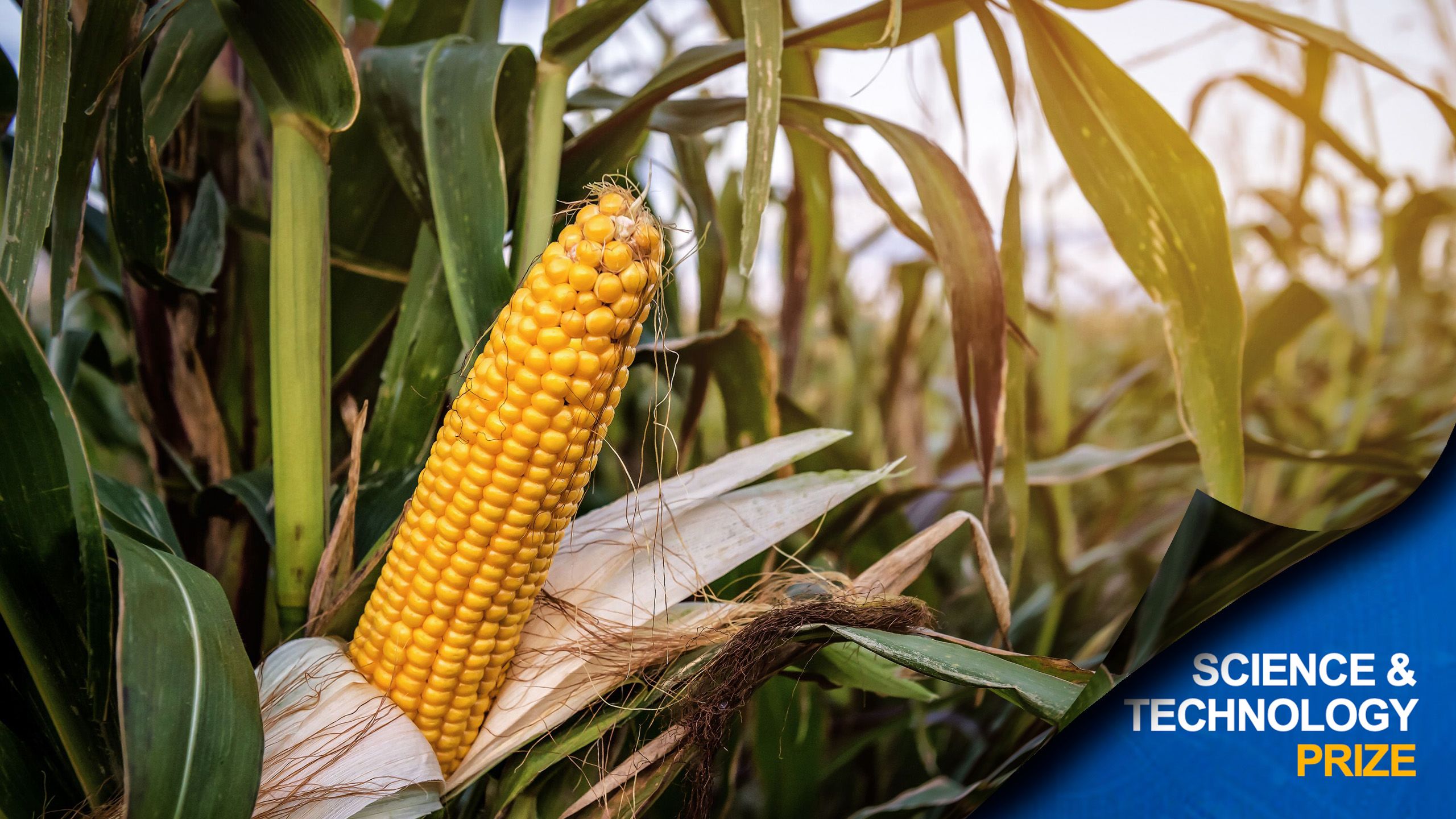 Ripe yellow corn maize cob on the agricultural field