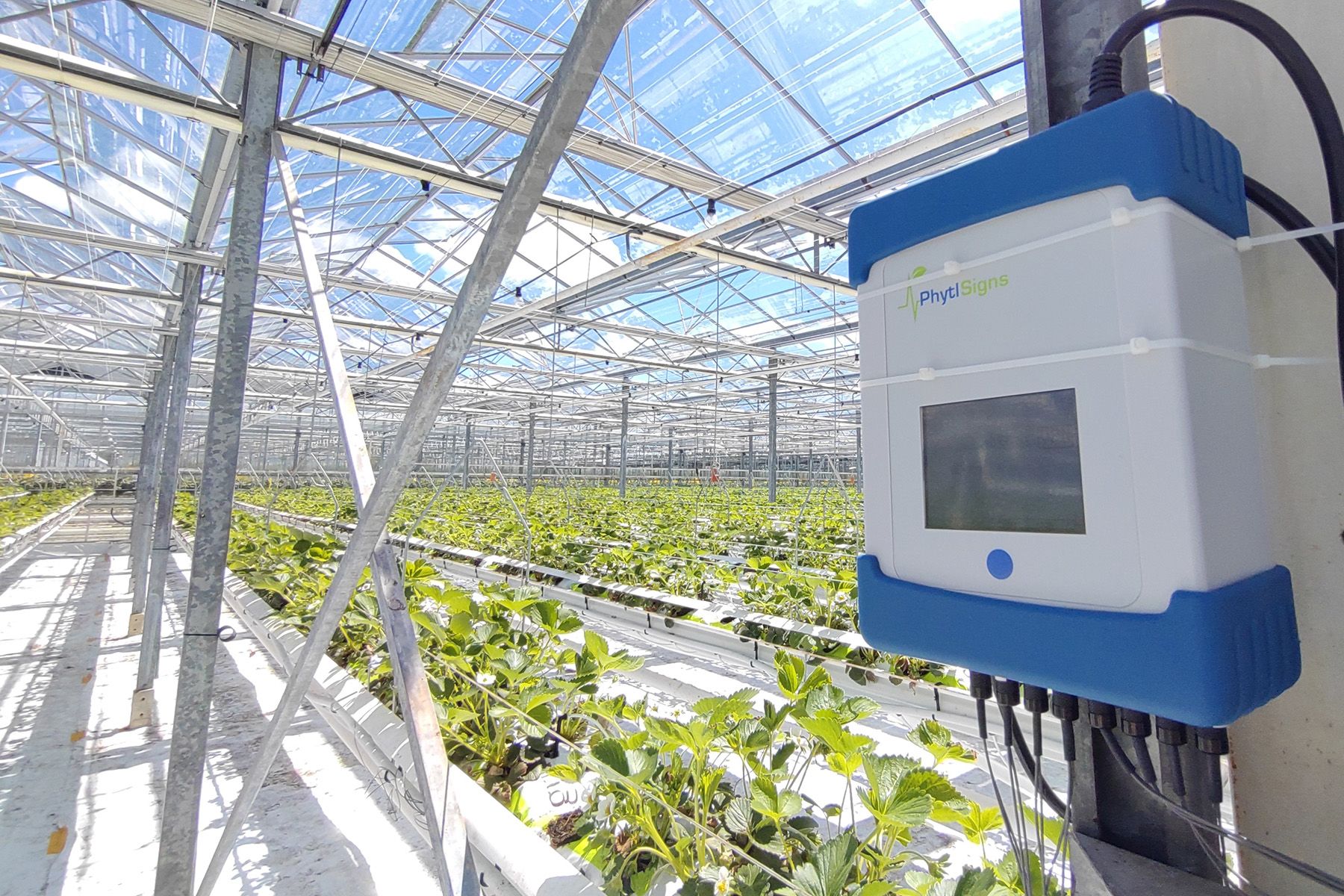 Biosensor equipment setup in greenhouse.