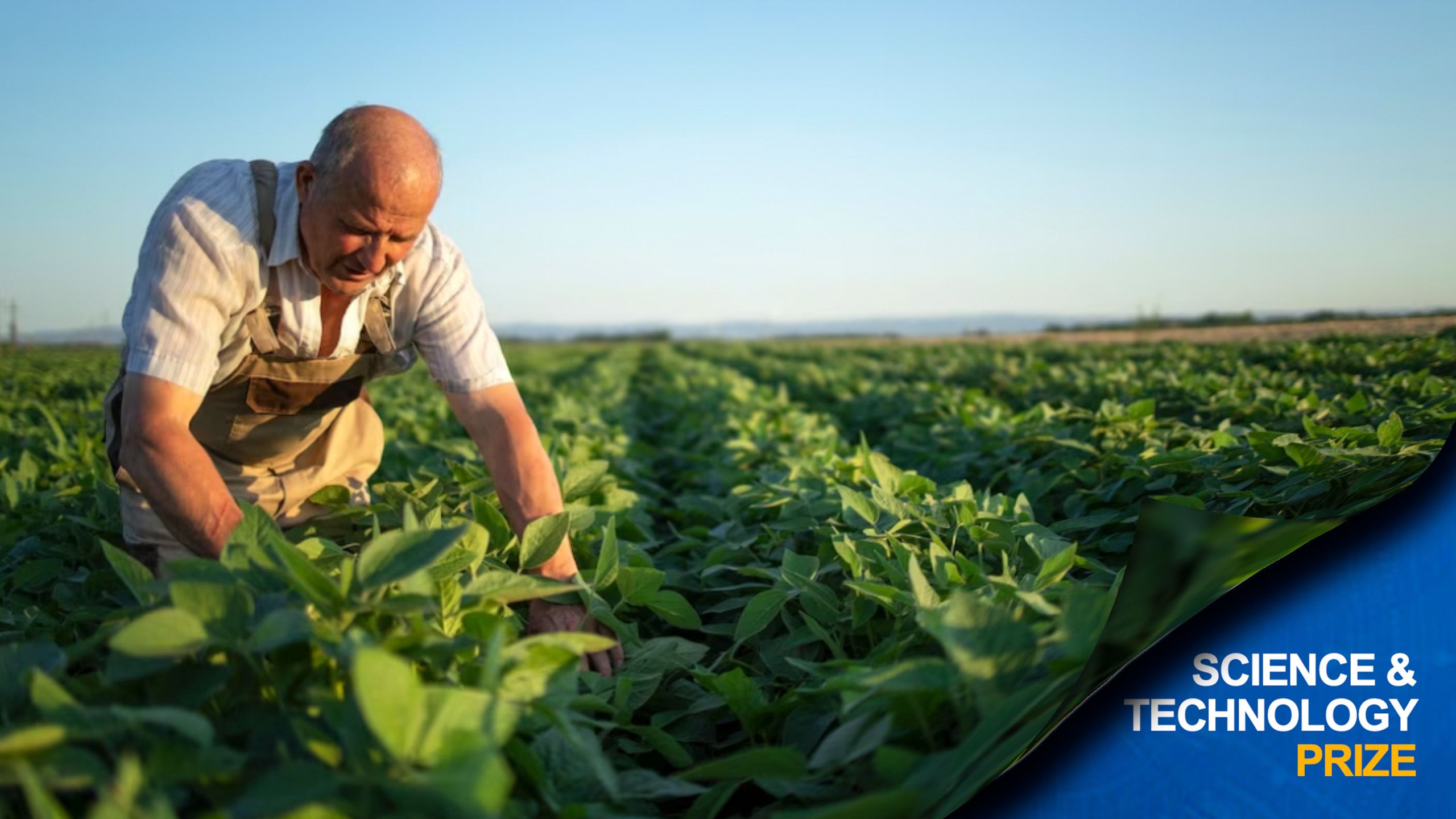 Grower in soybean field.