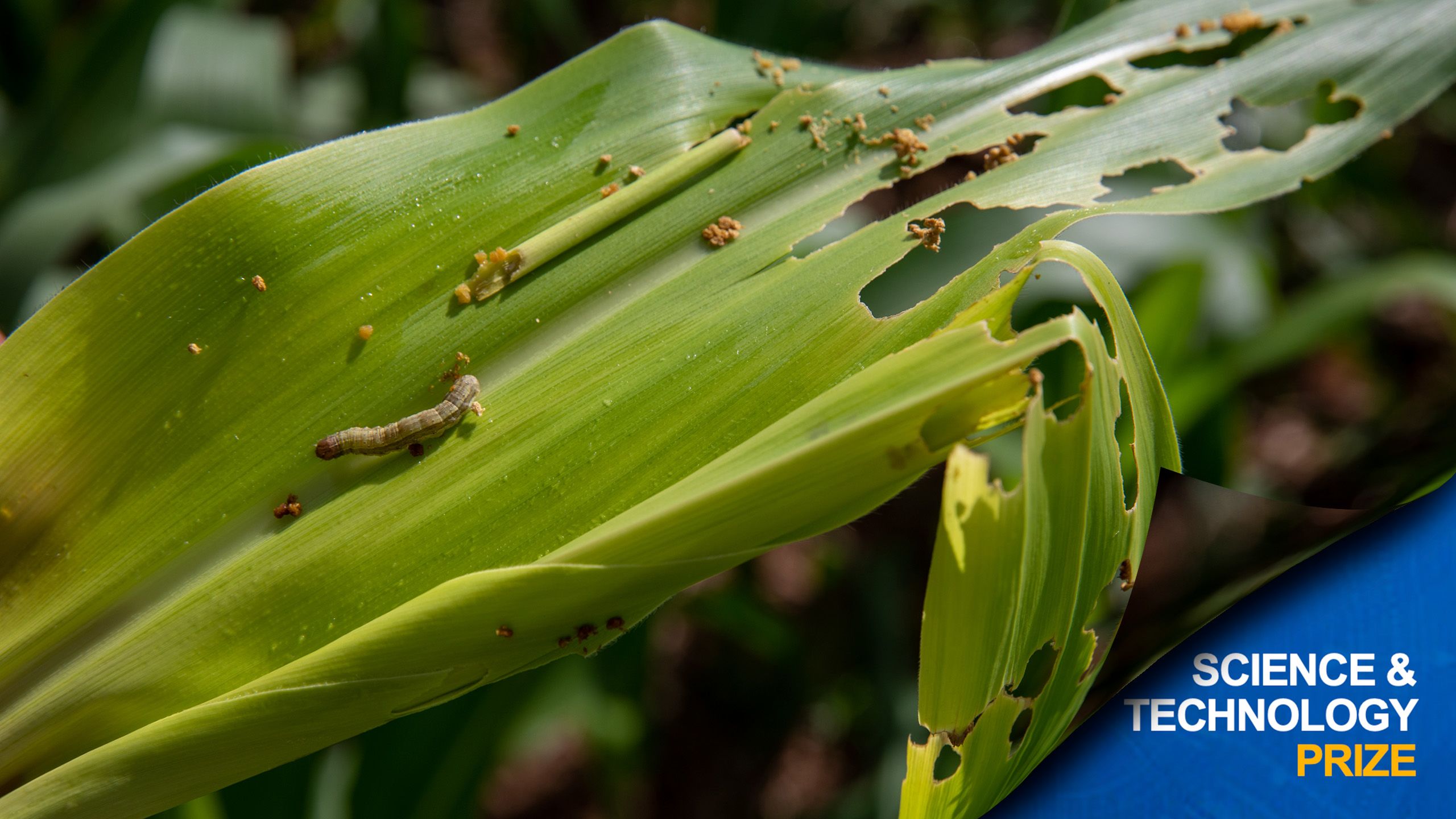 Fall armyworm crawls through a damaged corn leaf