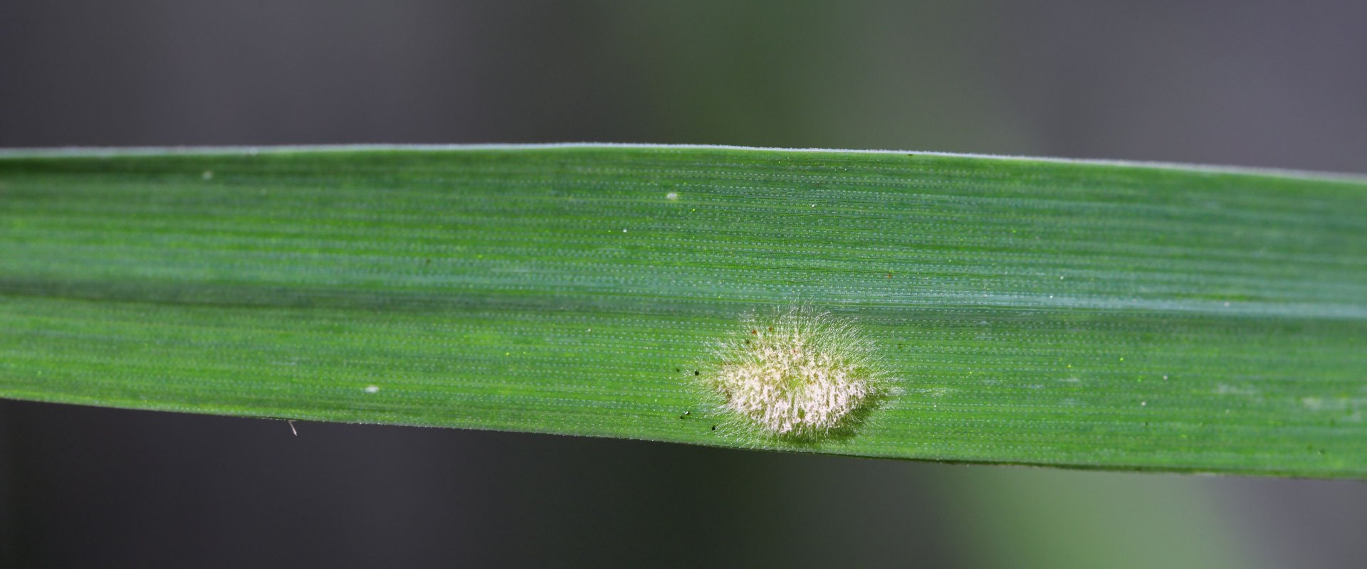Powdery mildew on wheat leaves