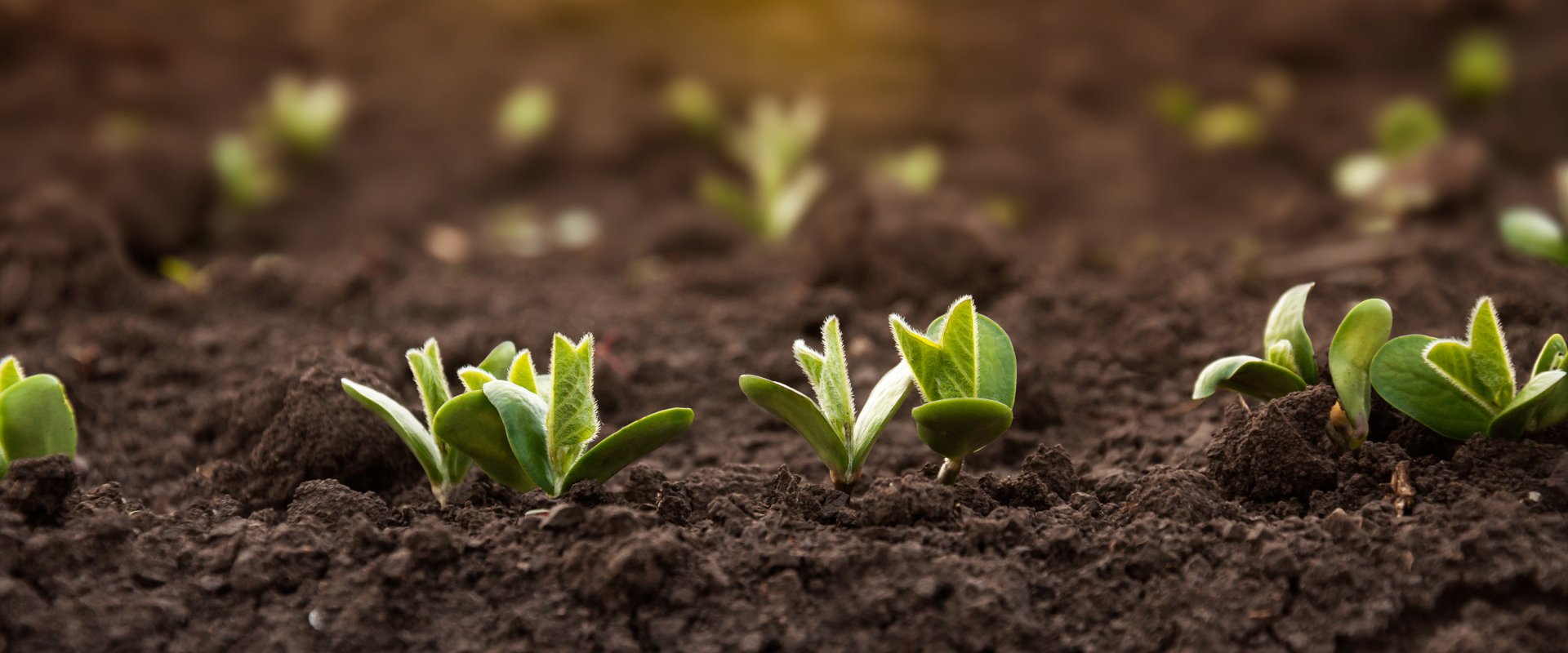 Young soybean crops during the period of active growth