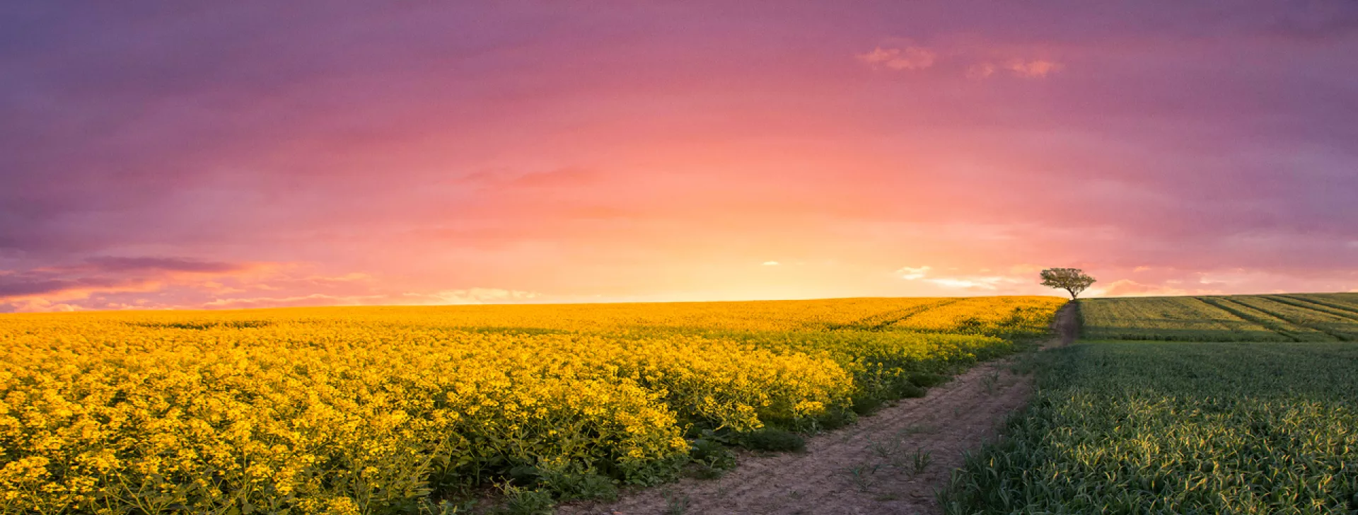 Lone tree growing in a rapeseed field, Jutland, Denmark