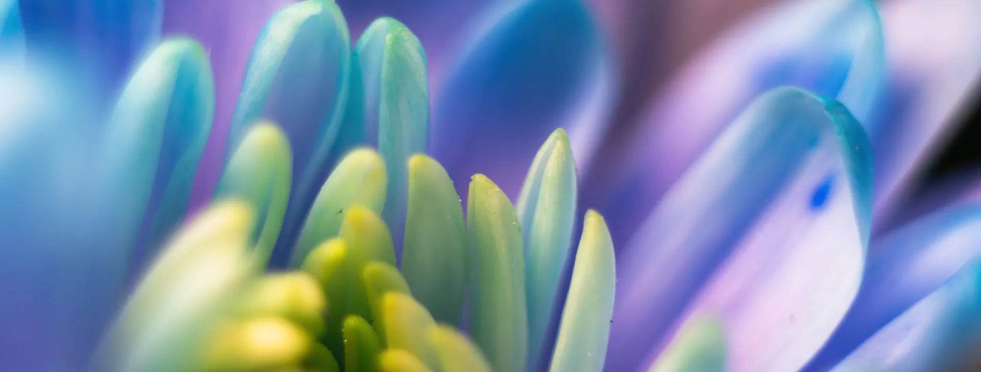 Petals of chrysanthemum flowers up-close