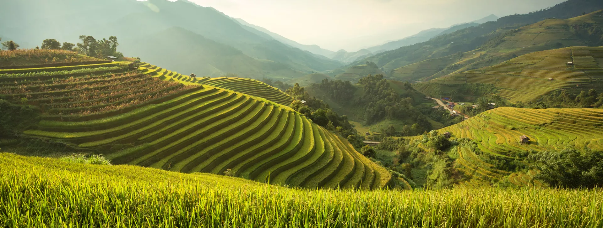 Human rights - Green Rice field on terraced in Vietnam