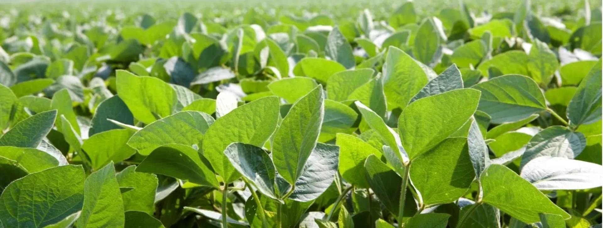 soybeans