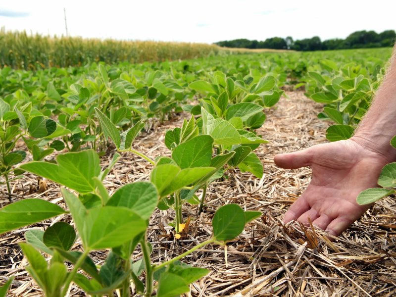 Farmer-checking-the-soil-fertility-and-humus-between-soybean-rows.jpeg