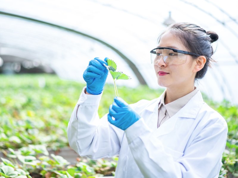 Scientist in the greenhouse