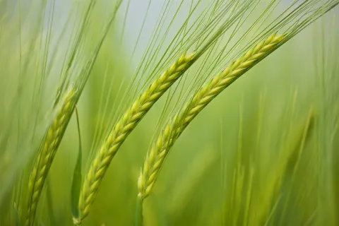 Close-up of a wheat crop