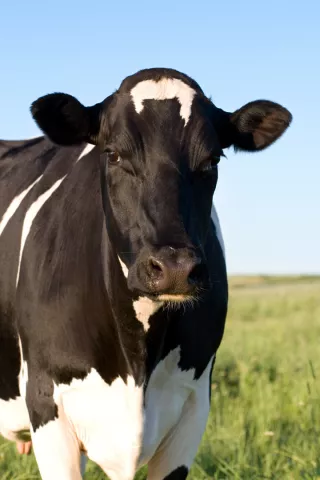 Cow