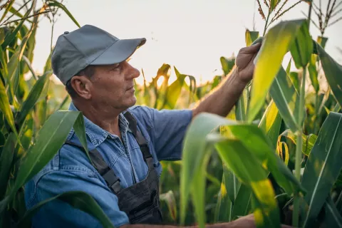 ARTESIAN silage farmer