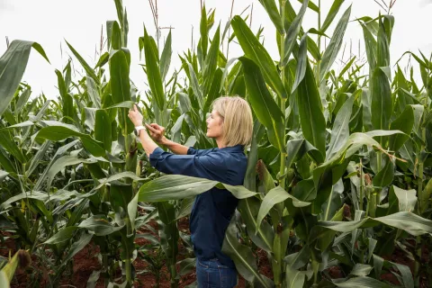 Farmer in maize field inspecting crop