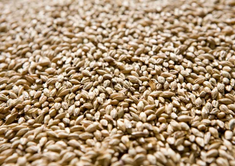 Barley Seeds