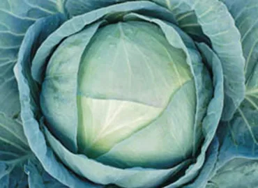 Cabbage