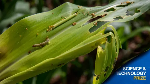 fall armyworm - discover syngenta