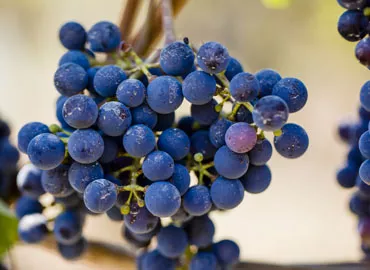 grapes