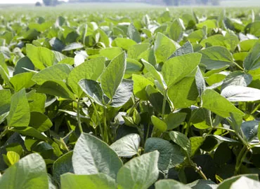 Soybeans: outstanding action on leaf spot complex