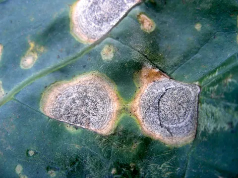 Cabbage with fungal diseases