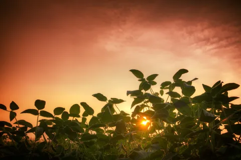 Close-up of a soybean field against a red sunset sky 