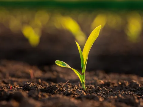 Green corn maize plants on a field Agricultural landscape