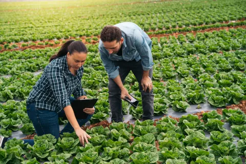 Two farmers inspecting a lettuce farm - AI