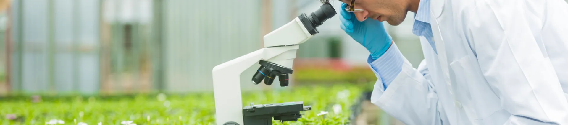 Scientist in greenhouse