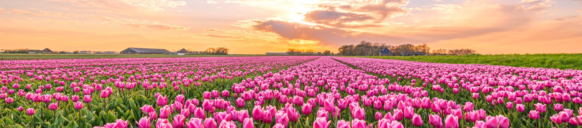 field of tulips