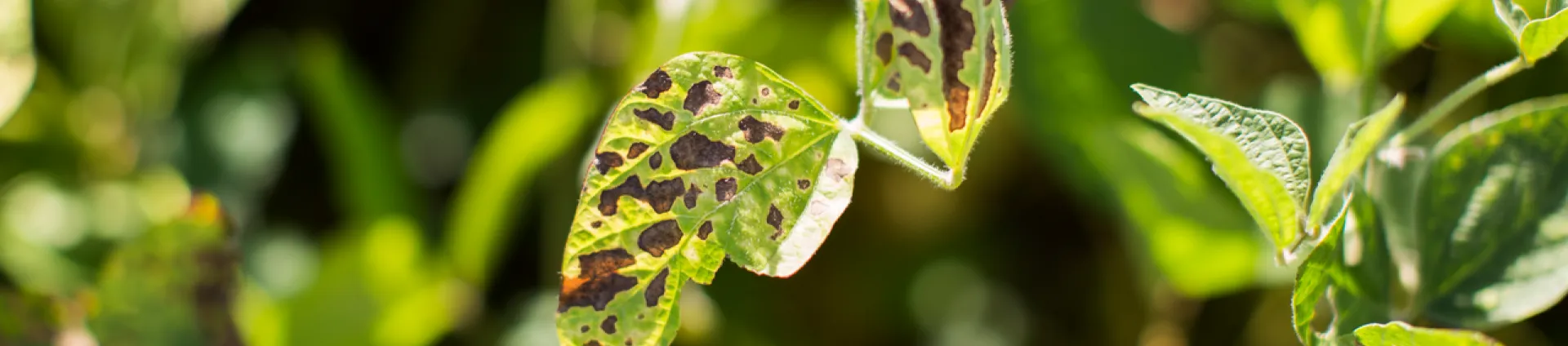 Soybean pest