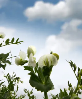 pea flowering - discover syngenta