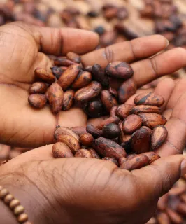 cocoa shortage - discover syngenta