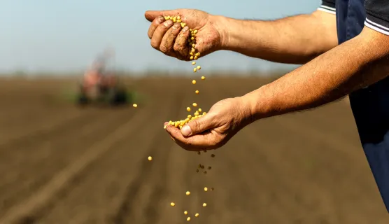 Soybean seeds falling through farmer's fingers