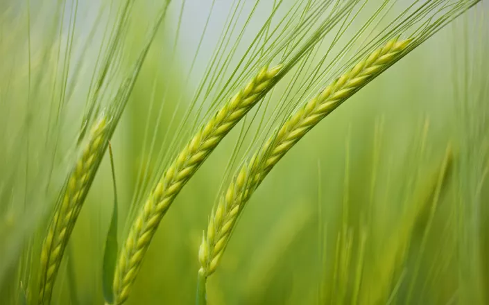 Close-up of a wheat crop