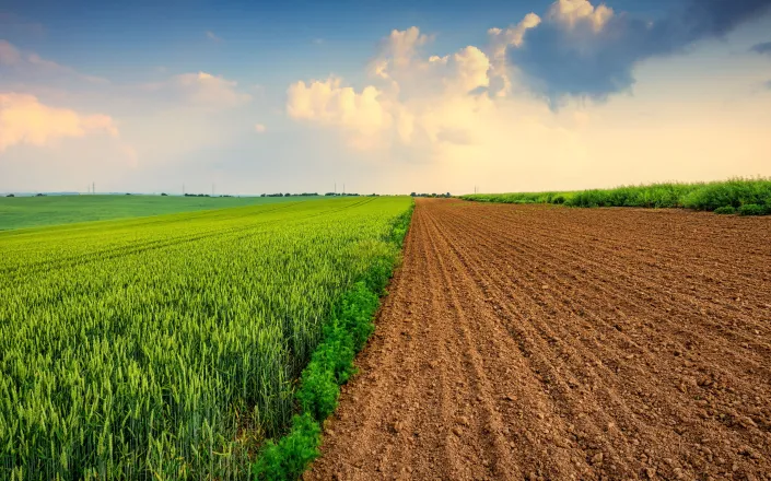 Agriculture field at sunset, green wheat and soil.