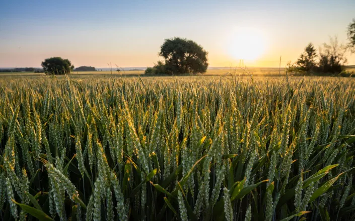 Wheat field in France