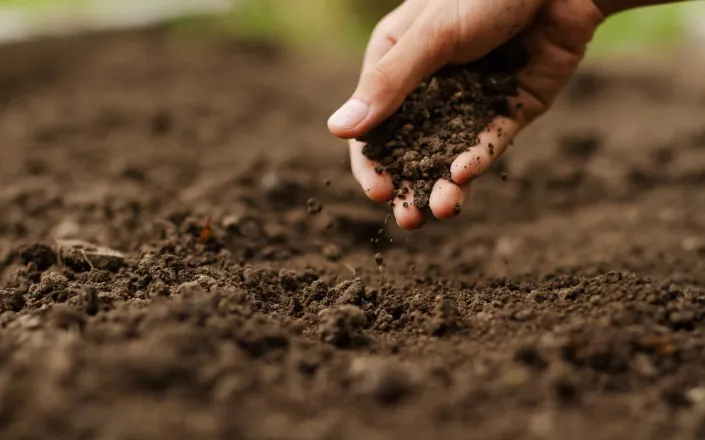 Farmer checking soil health before planting vegetable seeds