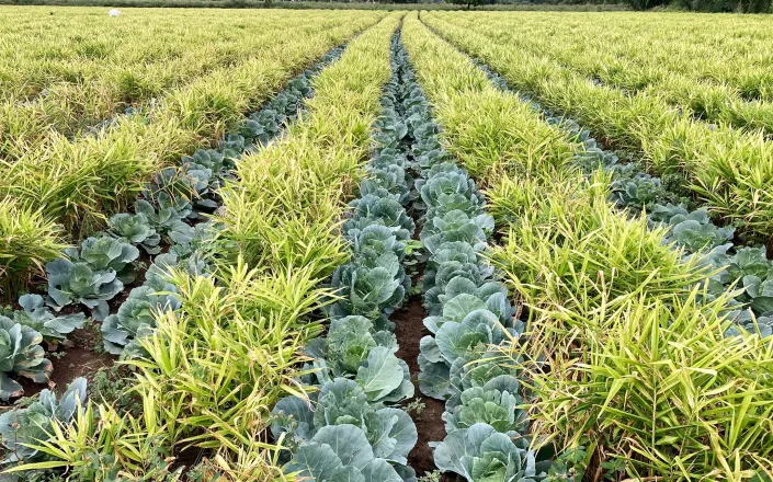 Intercropping Banner Image