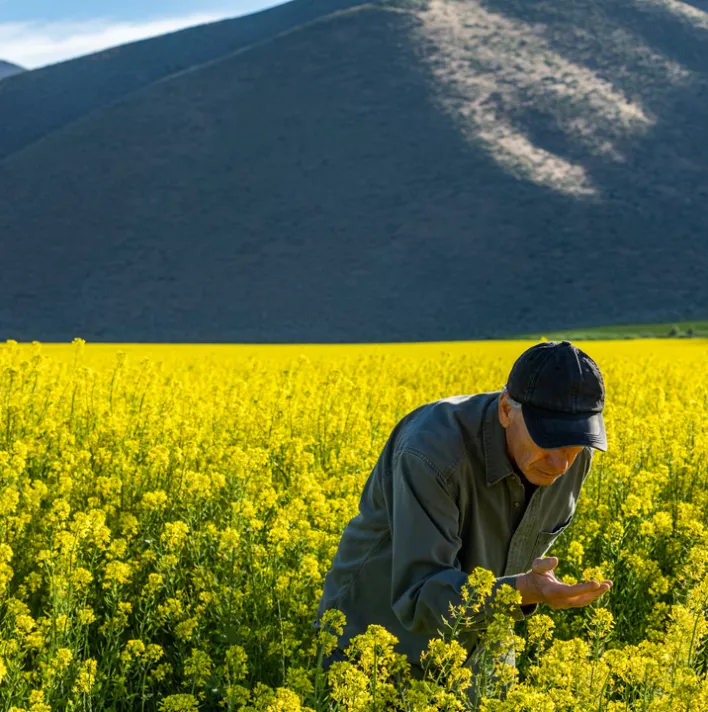 Farmer ispecting the flower field