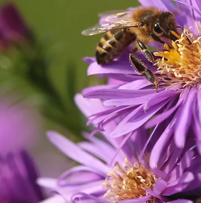 Bee on flower