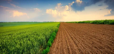 griculture field at sunset, green wheat and soil