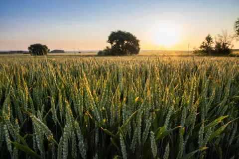 Wheat field in France