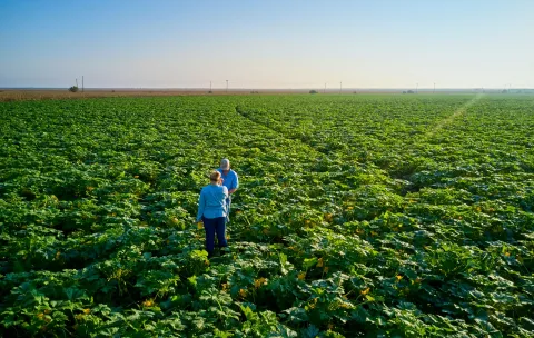 Grower_and_Syngenta_AgriEdge_representative_in_a_Squash_and_zucchini_field